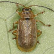 Neogalerucella pusilla (3.5–4.5 mm)