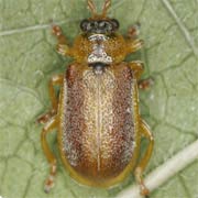 Neogalerucella tenella (3.2–4 mm)