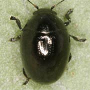 Oomorphus concolor (2–2.8 mm)