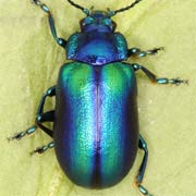 Oreina cacaliae (7.5–10 mm)