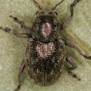 Pachnephorus pilosus (2.5–3.5 mm)