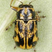 Pachybrachis hieroglyphicus (3–4.5 mm)