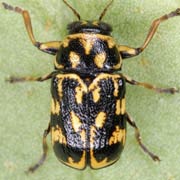 Pachybrachis picus (3–3.8 mm)