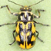 Pachybrachis sinuatus (3–4 mm)