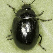 Phaedon armoraciae (3–4 mm)