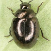 Phaedon laevigatus (2.5–3 mm)