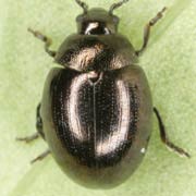 2.5 - 3 mm