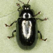 Phratora atrovirens (3–4 mm)