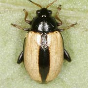 Phyllotreta armoraciae (2.8–3.5 mm)