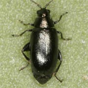 Phyllotreta cruciferae (1.8–2.5 mm)