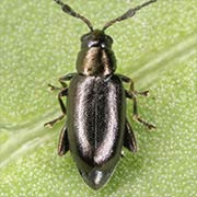 Phyllotreta nodicornis (2–3 mm)