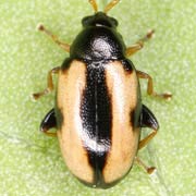 Phyllotreta ochripes (2–2.5 mm)