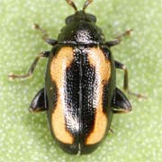 Phyllotreta striolata (1.8–2 mm)