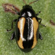 Phyllotreta tetrastigma (2.5–3.2 mm)