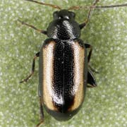 Phyllotreta vittula (1.5–1.8 mm)