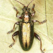 Plateumaris consimilis (9–12 mm)