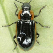 Prasocuris marginella (3.5–4.5 mm)