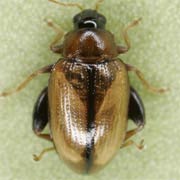 Psylliodes affinis (2–2.6 mm)