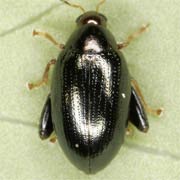 Psylliodes chrysocephalus (3–4.5 mm)