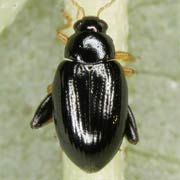 Psylliodes cupreus (2.5–3.8 mm)