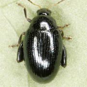 Psylliodes dulcamarae (3–4 mm)