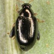 Psylliodes instabilis (2–2.5 mm)