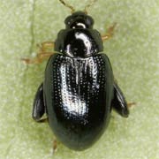 Psylliodes laticollis (3.2–3.7 mm)