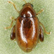 Psylliodes picinus (2.2–2.8 mm)
