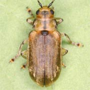 Pyrrhalta viburni (4.5–6.5 mm)