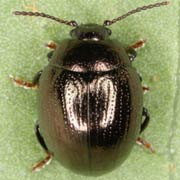 Sclerophaedon orbicularis (3–4.5 mm)