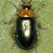 Sermylassa halensis (5–7 mm)