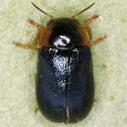 Smaragdina affinis (2.5–4 mm)