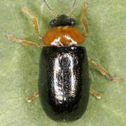 Smaragdina flavicollis (3.5–4.5 mm)