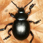 Timarcha tenebricosa (12–18 mm)