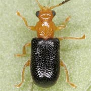 Zeugophora scutellaris (3.8–4 mm)