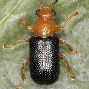 Zeugophora subspinosa (3.3–3.8 mm)