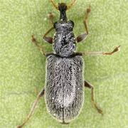 Cimberis attelaboides (3–5 mm)