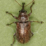 Doydirhynchus austriacus (3.3–4.7 mm)