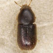 Ropalodontus perforatus (1.8–2.2 mm)