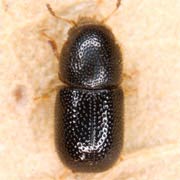 Xylographus bostrychoides (2–2.4 mm)