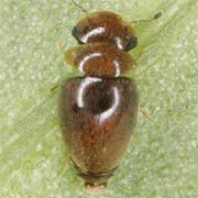 Calyptomerus dubius (1.1–1.6 mm)