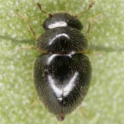 Clambus armadillo (1–1.3 mm)