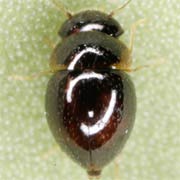 Clambus nigrellus (1.2–1.4 mm)