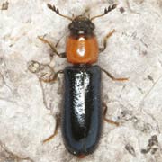 Dermestoides sanguinicollis (7–9 mm)