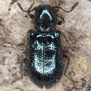 Korynetes caeruleus (3.5–7 mm)