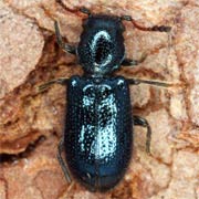 Korynetes ruficornis (3.5–7 mm)