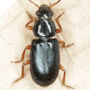Necrobia rufipes (4–5.5 mm)