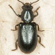 Necrobia violacea (4–5 mm)