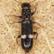 Tarsostenus univittatus (4–5 mm)