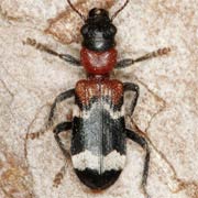 Thanasimus formicarius (7–11 mm)